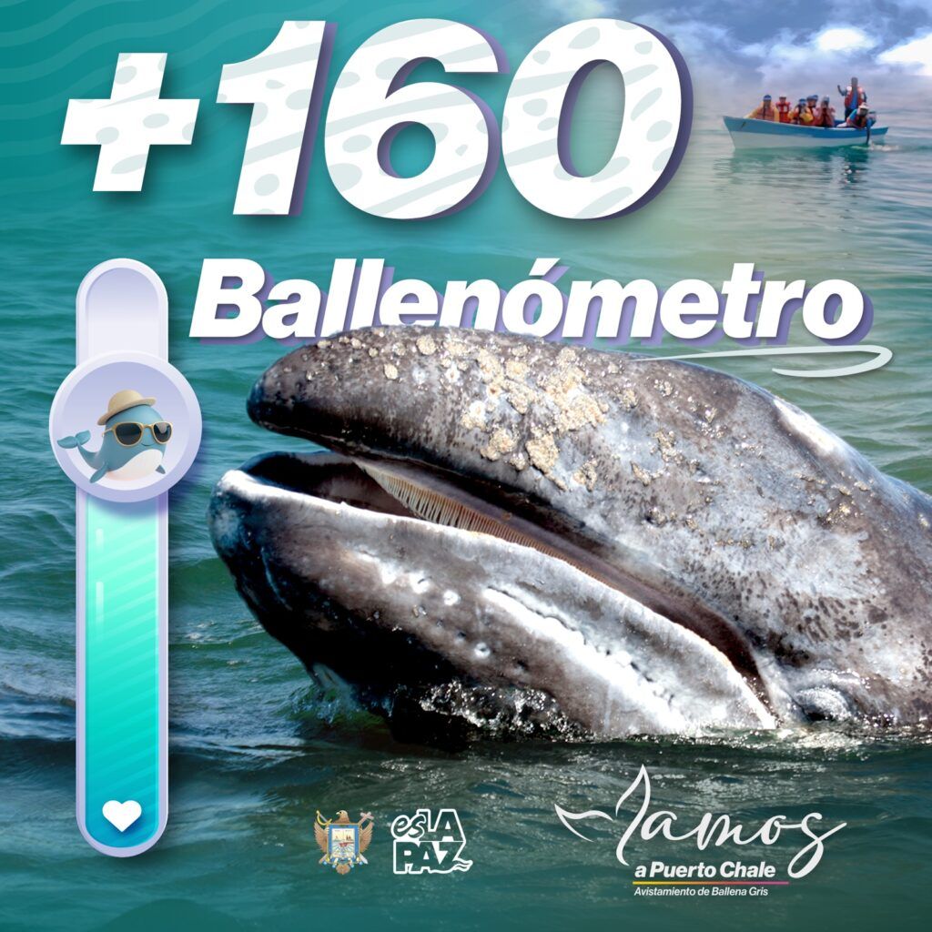 Con más ejemplares registrados en la temporada, Puerto Chale refuerza su posicionamiento como experiencia natural de alto valor, impulsada con enfoque de protección y beneficio comunitario.