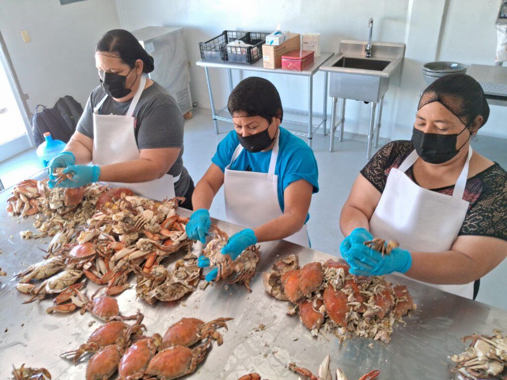 La cooperativa Mujeres del Desierto y Mar busca generar empleo local y fortalecer la pesca sustentable en el ejido Rodolfo Campodónico, en Caborca.