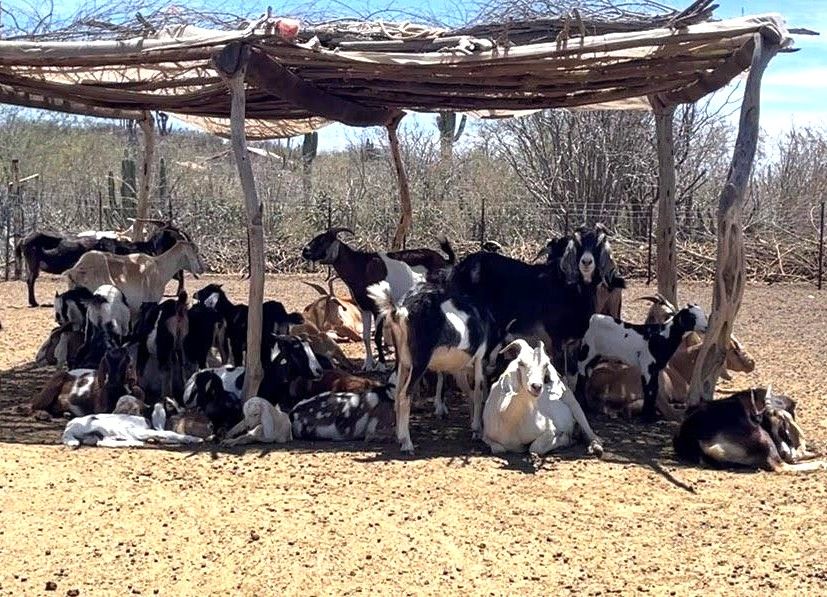 La formación contempla identificación de larvas y medidas de respuesta ante contingencias sanitarias