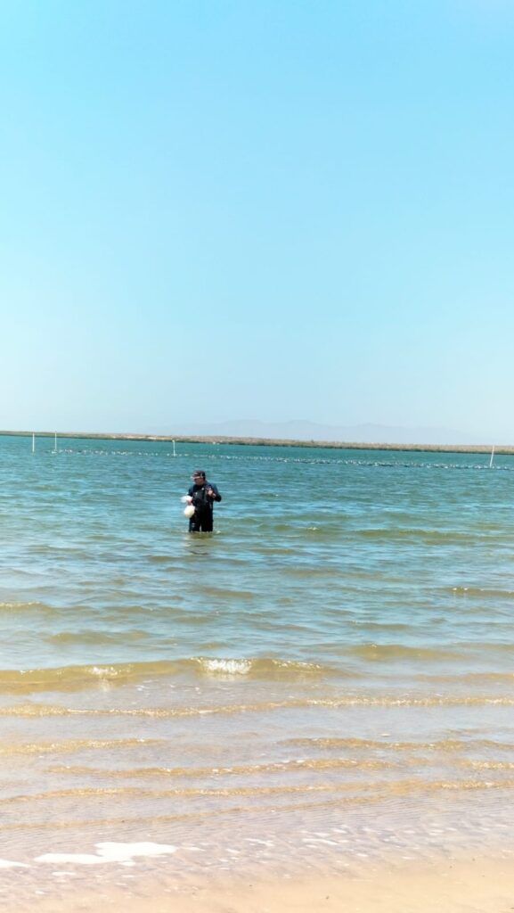 Los análisis confirmaron que la especie detectada en Punta Prieta no es tóxica ni representa peligro para la población o la fauna marina.