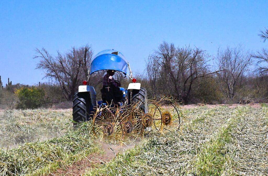 La producción de maíz y sorgo permitirá generar reservas alimenticias para el ganado en las zonas más afectadas por la sequía.