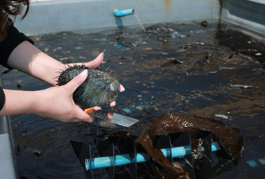 La cooperativa que opera la única granja terrestre de abulón azul del mundo busca llevar su producción del laboratorio al mar.