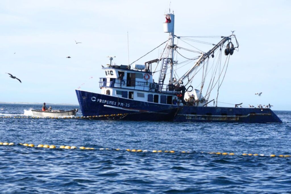 Mientras la ballena gris enfrenta una caída preocupante en sus poblaciones, la pesca industrial continúa operando en Bahía Magdalena sin restricciones marinas específicas.