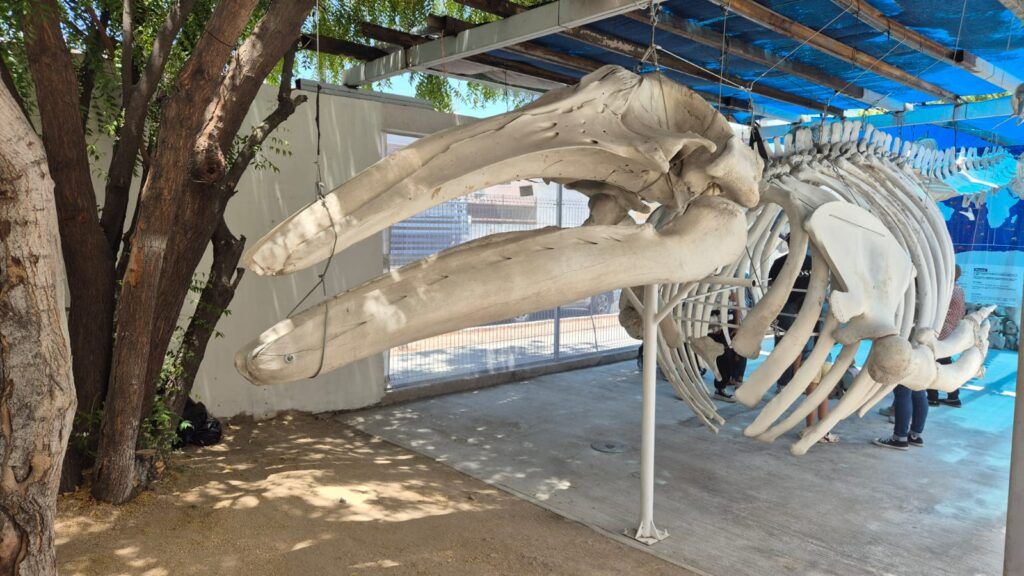 Entre esqueletos suspendidos, historias de evolución y especies emblemáticas del Golfo de California, el Museo de la Ballena y Ciencias del Mar ofrece una experiencia que acerca la ciencia al público y despierta la curiosidad de nuevas generaciones.