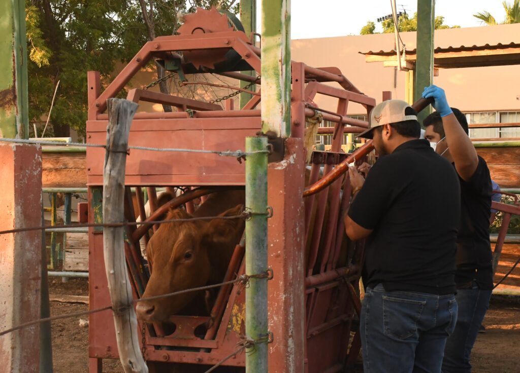 La estrategia contempla la revisión del ganado de Loreto y acciones permanentes para fortalecer la sanidad animal.