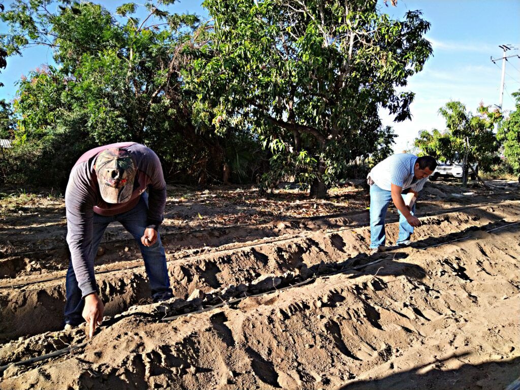 La entidad logró liberar el cultivo de mango de la mosca de la fruta y mantiene acciones para fortalecer la competitividad del campo.