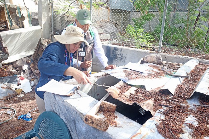 Las brigadas de Vectores intensifican labores de control del mosquito en La Paz y Los Cabos, donde se concentra el mayor número de casos confirmados.