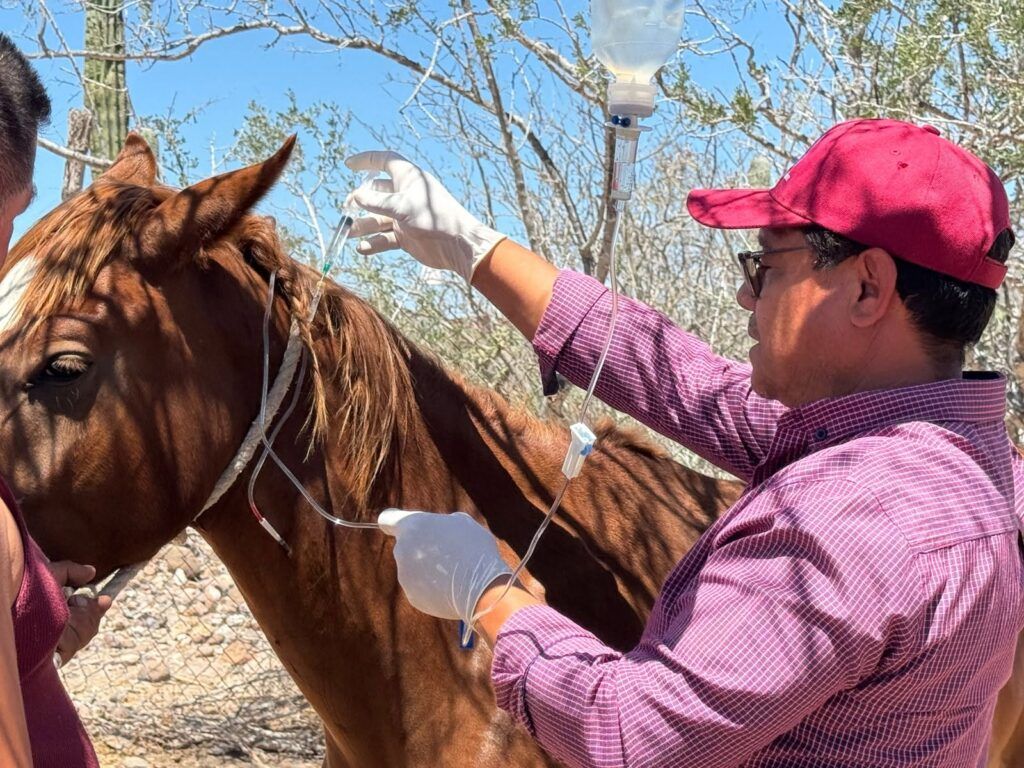 Durante el primer semestre del año, 40 ganaderos recibieron consultas, medicamentos y suplementos alimenticios para fortalecer la salud de sus animales.