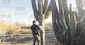 Procesan a tres personas por presunto desmonte en La Paz