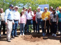 Más de 125 mil plantas para recuperar ecosistemas de Baja California Sur