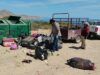 Recolectan más de 49 toneladas de residuos en playas de La Paz durante el verano
