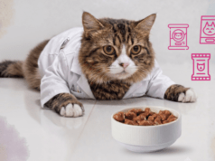 ¿Comida para el michi? Profeco detecta publicidad engañosa y alimentos de baja calidad