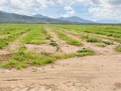 Polo deja daños en pesca, acuacultura y ganadería de Comondú