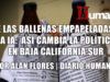 De las ballenas empapeladas al deepfake: así cambia la política en Baja California Sur